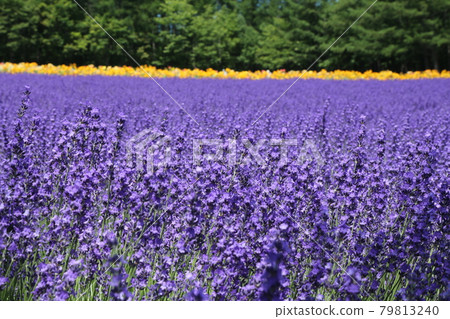 Lavender Park in Nakafurano, Hokkaido in July Lavender Park in Nakafurano, Hokkaido in July 79813240