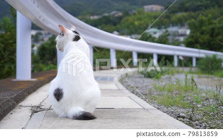 Japanese Bobtail Japanese cat Yuki-chan's evening cool Japanese Bobtail Japanese cat Yuki-chan's evening cool 79813859