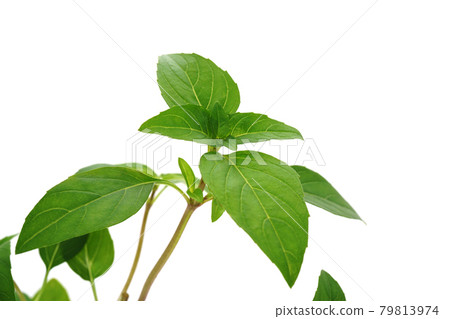 A new kind of basil from Germany Ajaka Stock Photo 79813974