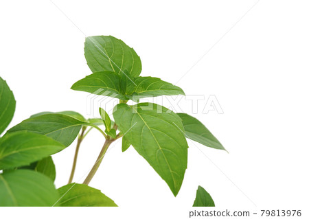 A new kind of basil from Germany, Ajaka 79813976