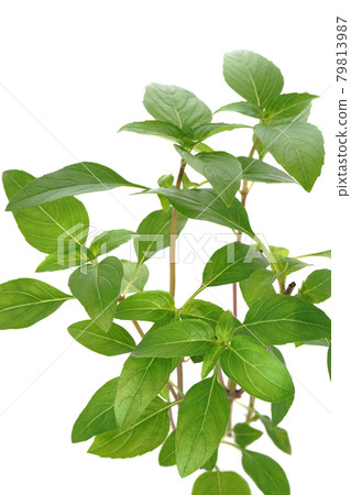 來自德國的新型羅勒Ajaka 來自德國的新型羅勒Ajaka 79813987