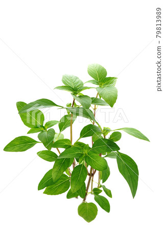 A new kind of basil from Germany Ajaka Stock Photo 79813989