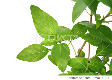 A new kind of basil from Germany Ajaka Stock Photo 79813995