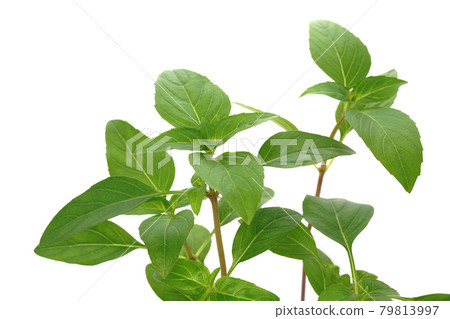 A new kind of basil from Germany Ajaka Stock Photo 79813997