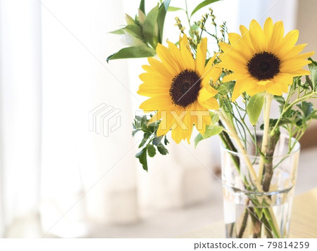 書桌上花瓶裡的向日葵 79814259