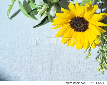 白布上的向日葵 白布上的向日葵 79814271