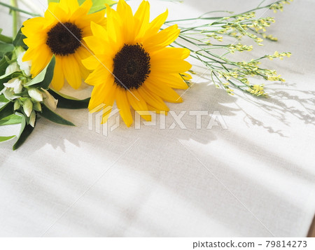 Sunflower on a white cloth Sunflower on a white cloth 79814273