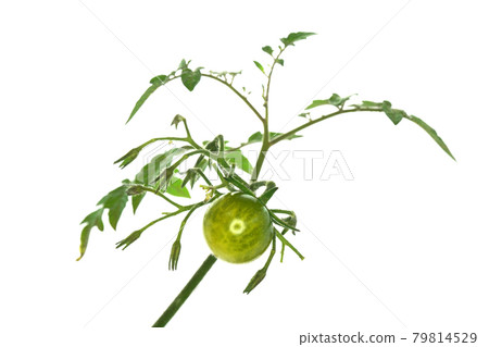 Mini carol growing from a branch 79814529