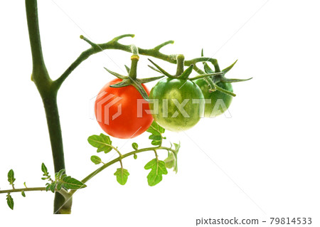 從樹枝上生長的迷你頌歌 79814533