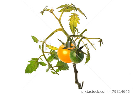 Sweet mini yellow growing from branches Sweet mini yellow growing from branches 79814645