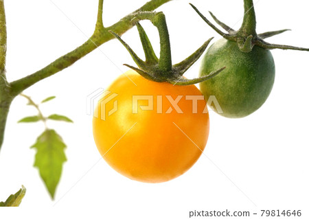 Sweet mini yellow growing from branches Sweet mini yellow growing from branches 79814646