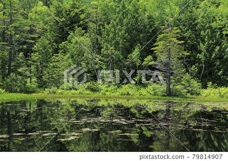 夏季的牛富池、乘鞍高原 79814907