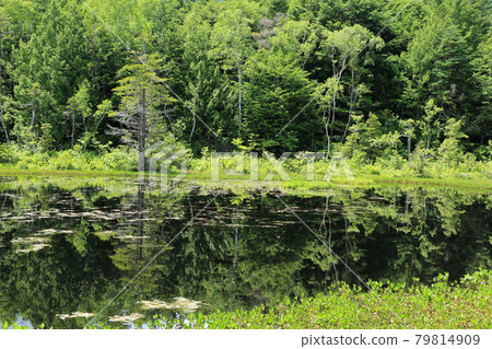 夏季的牛富池、乘鞍高原 79814909