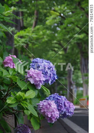 繡球花開花的方法 79814935