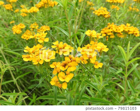 Mint marigold 79815103