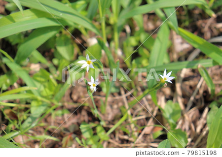 Sisyrinchium speciosa white flowers Sisyrinchium speciosa white flowers 79815198