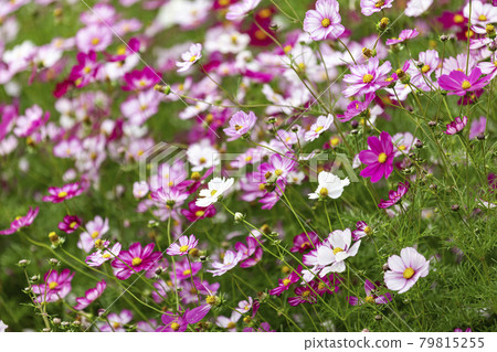 秋花波斯菊盛開 79815255