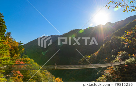 A spectacular view of autumn leaves in Japan A panoramic view of Umenokitodoro Park Suspension Bridge "Unexplored Area, Gokaso, Heike no Sato" (photographed in autumn 2020 in Japan) 79815256