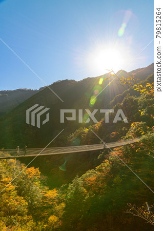 A spectacular view of autumn leaves in Japan A panoramic view of Umenokitodoro Park Suspension Bridge "Unexplored Area, Gokaso, Heike no Sato" (photographed in autumn 2020 in Japan) 79815264