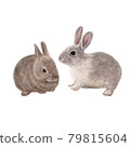 rabbit 79815604