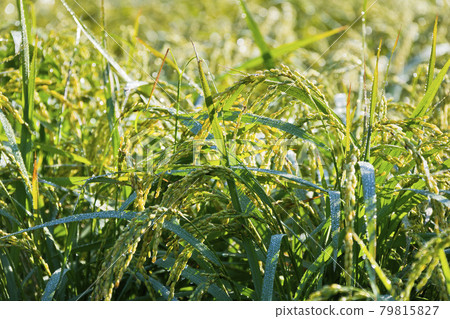 Rice Rice 79815827
