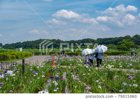 漫步小岩菖蒲園的風景 79815860