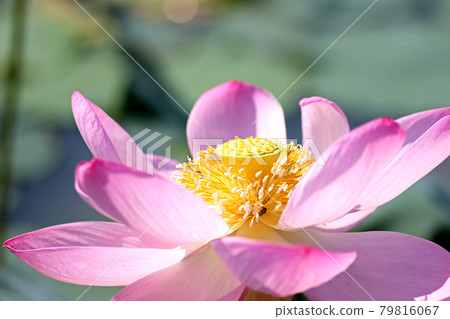 中尊寺蓮花02 中尊寺蓮花02 79816067