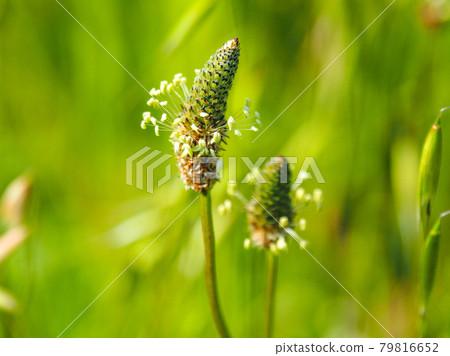 Ribwort Plantain on the Arakawa River 79816652