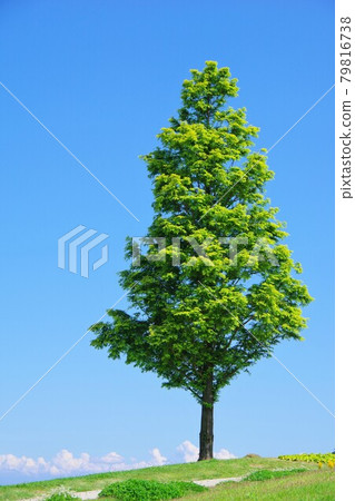 Blue sky and tree Blue sky and tree 79816738