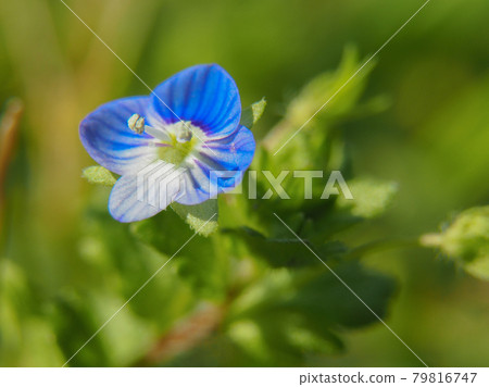 荒川河床上的波斯測井 79816747