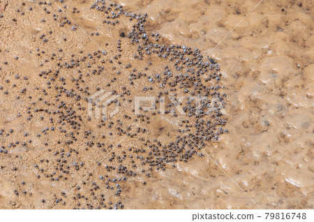 Blue crabs moving on wet sands. Iriomote Island. 79816748