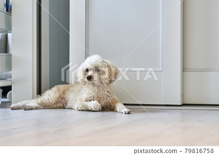 puppy,companion dog,companion animal,pet dog,pet,pet,house,house,korea puppy,companion dog,companion animal,pet dog,pet,pet,house,house,korea 79816758