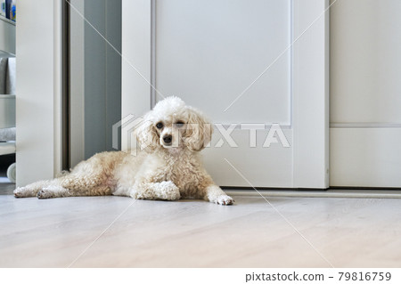 puppy,companion dog,companion animal,pet dog,pet,pet,house,house,korea 79816759