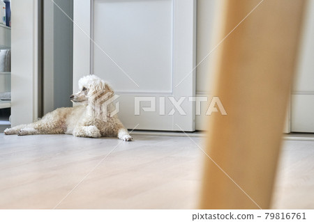 puppy,companion dog,companion animal,pet dog,pet,pet,house,house,korea 79816761