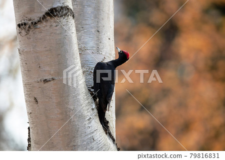Black woodpecker foraging Black woodpecker foraging 79816831