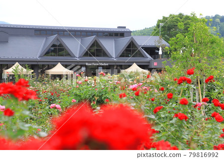 茨城花卉公園玫瑰露台和玫瑰農貿市場 79816992