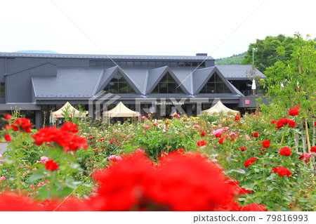 茨城花卉公園玫瑰露台和玫瑰農貿市場 茨城花卉公園玫瑰露台和玫瑰農貿市場 79816993