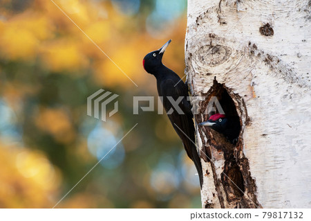 Black woodpecker couple undergoing remodeling 79817132