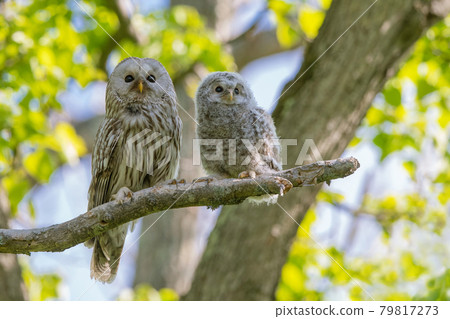 依偎在樹枝上的蝦夷貓頭鷹的父母和孩子 79817273