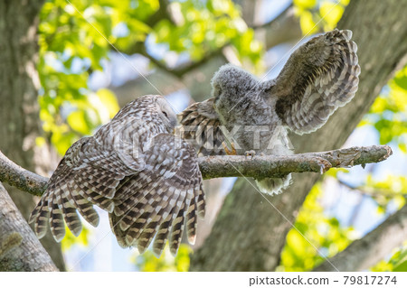 可以被媽媽寵愛的蝦夷貓頭鷹小孩 79817274