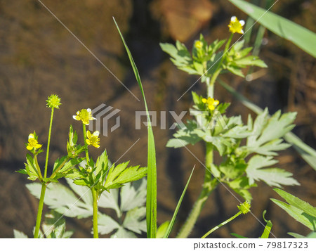 Ranunculus cantonus blooming on the Arakawa riverbed Ranunculus cantonus blooming on the Arakawa riverbed 79817323
