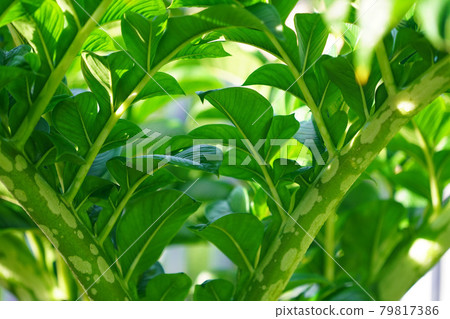 Green leaves of amorphophallus konjac. 79817386