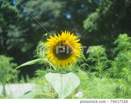 向日葵的夏天 向日葵的夏天 79817388