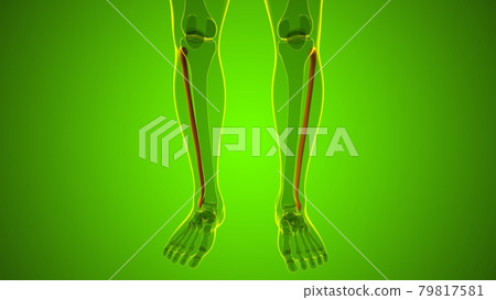 Human skeleton anatomy Fibula Bone 3D Rendering Human skeleton anatomy Fibula Bone 3D Rendering 79817581