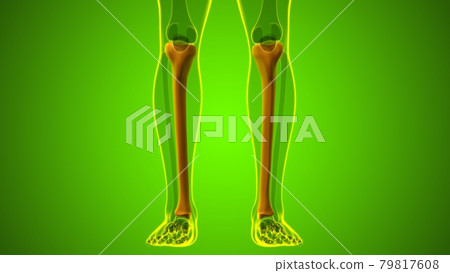 Human skeleton anatomy Tibia Bone 3D Rendering Human skeleton anatomy Tibia Bone 3D Rendering 79817608