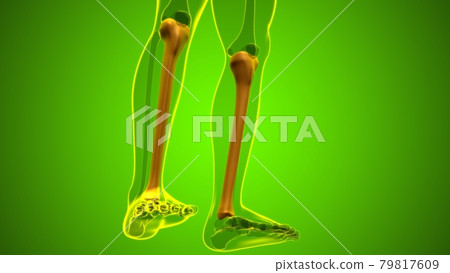 Human skeleton anatomy Tibia Bone 3D Rendering Human skeleton anatomy Tibia Bone 3D Rendering 79817609
