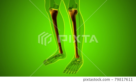 Human skeleton anatomy Tibia Bone 3D Rendering Human skeleton anatomy Tibia Bone 3D Rendering 79817611