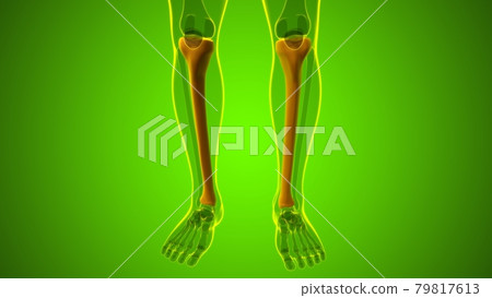 Human skeleton anatomy Tibia Bone 3D Rendering 79817613