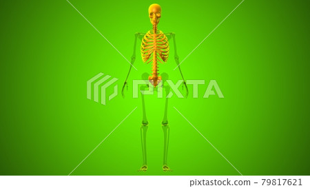 Human Skeleton Axial Skeleton Anatomy 3D Human Skeleton Axial Skeleton Anatomy 3D 79817621