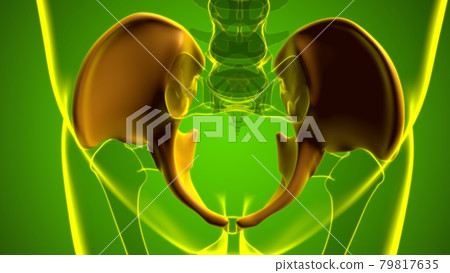 Human Skeleton Hip or Pelvic bone Anatomy For Medical Concept Human Skeleton Hip or Pelvic bone Anatomy For Medical Concept 79817635